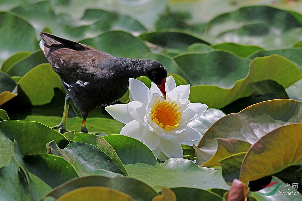 《诱惑》黑水鸡