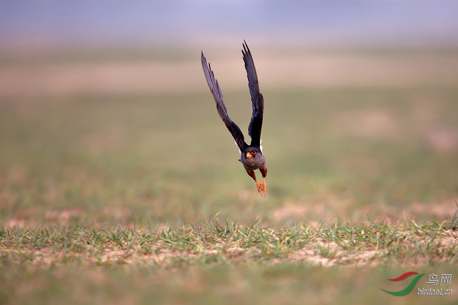 阿穆尔隼呼啸而来