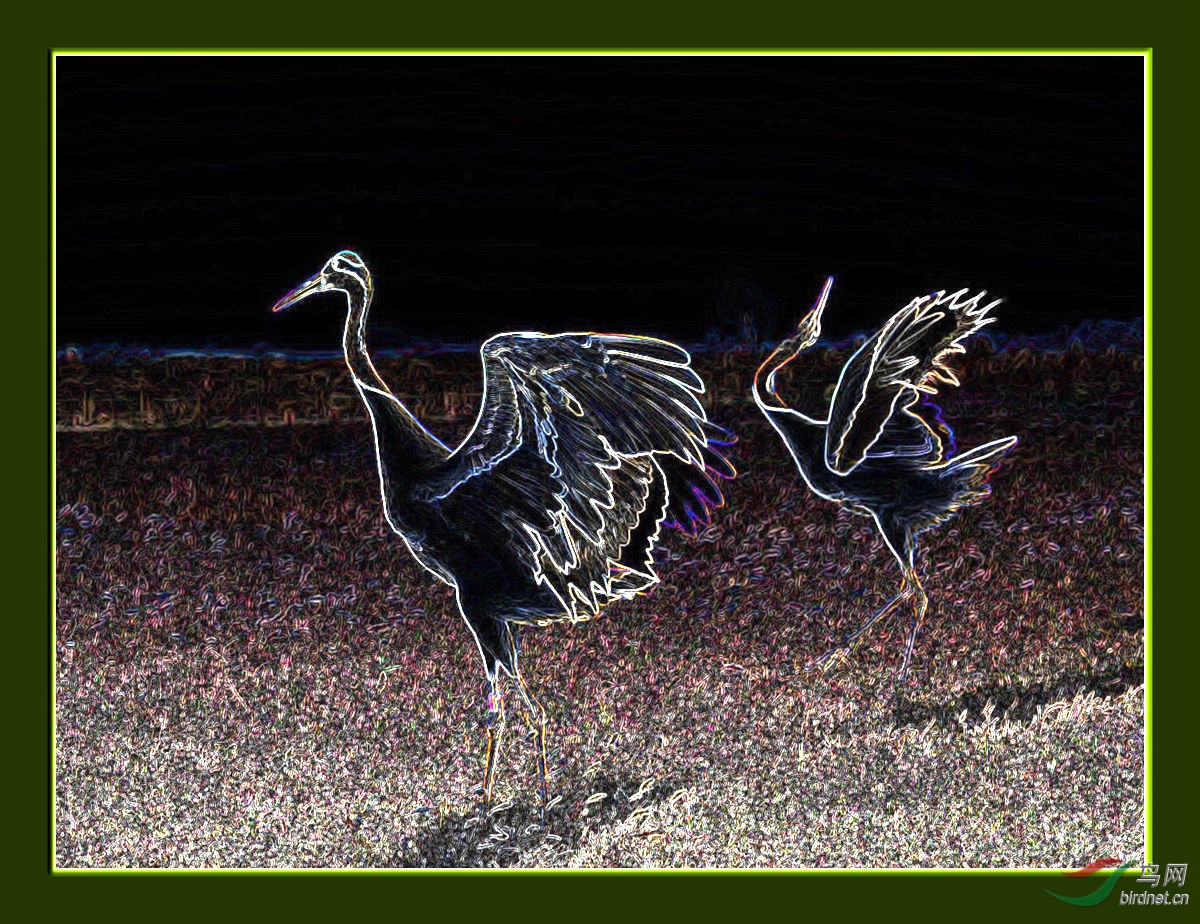 周末快乐 ～ 丹顶鹤 (粉笔画)