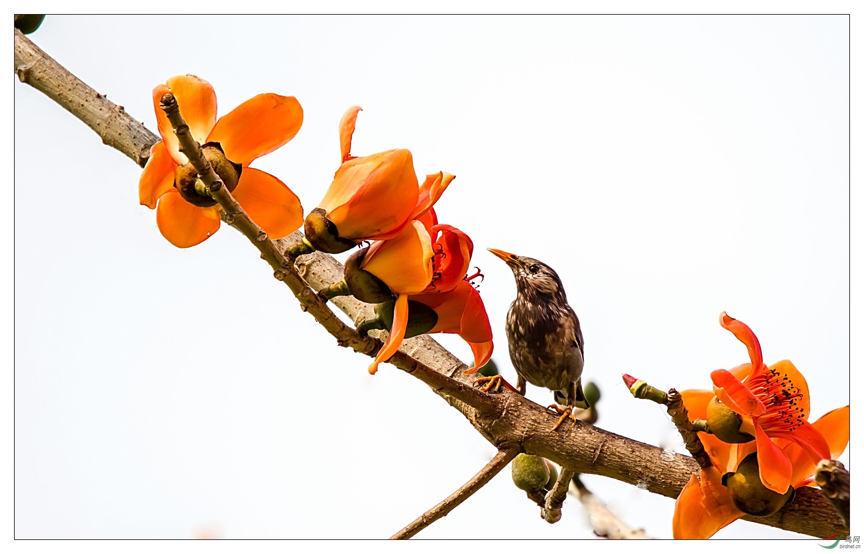 木棉花与鸟