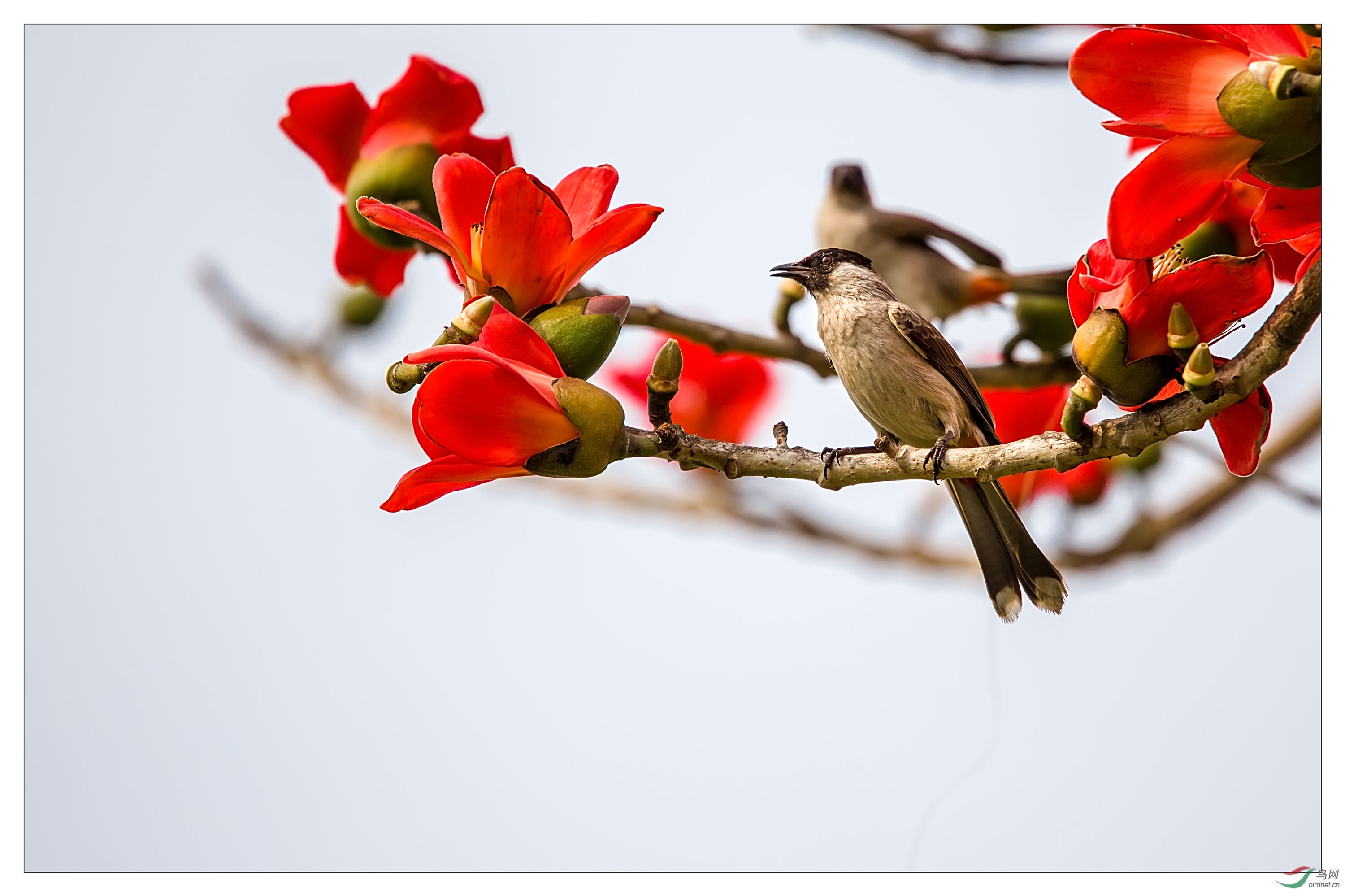 木棉花与鸟