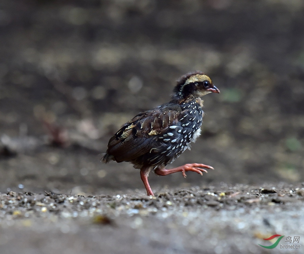 林鸟飞版剑嘴鹛红喉山鹧鸪幼鸟