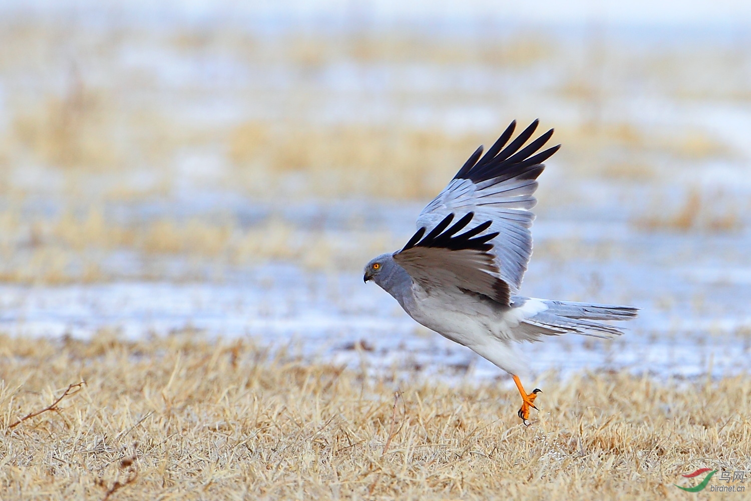 白尾鹞雌雄对比图