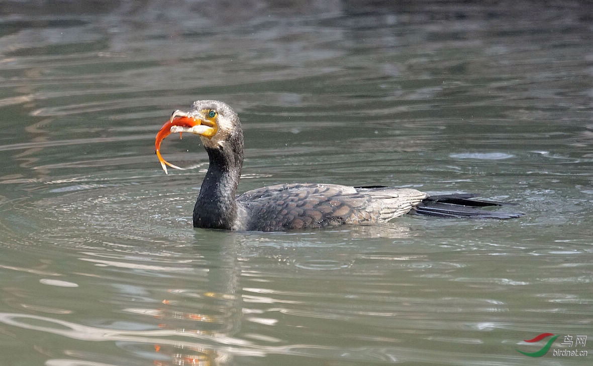 鸬鹚吃小鱼