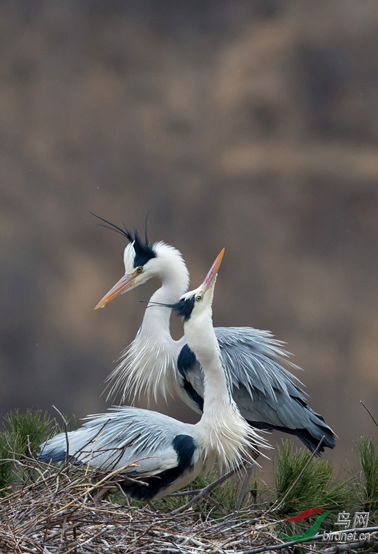 水鸟最美的繁殖羽记平山苍鹭