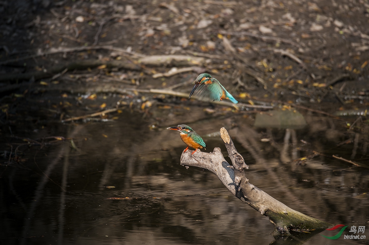 DSC_2198.jpg