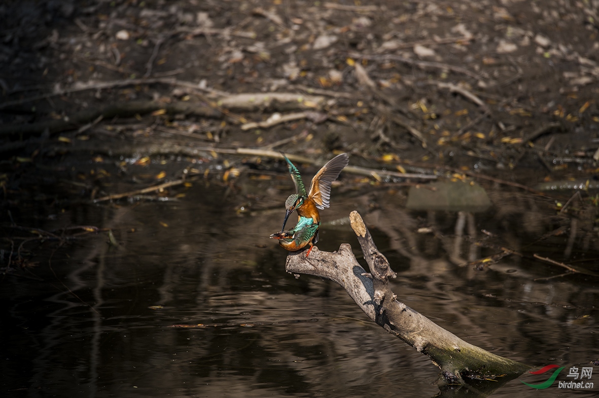 DSC_2200.jpg
