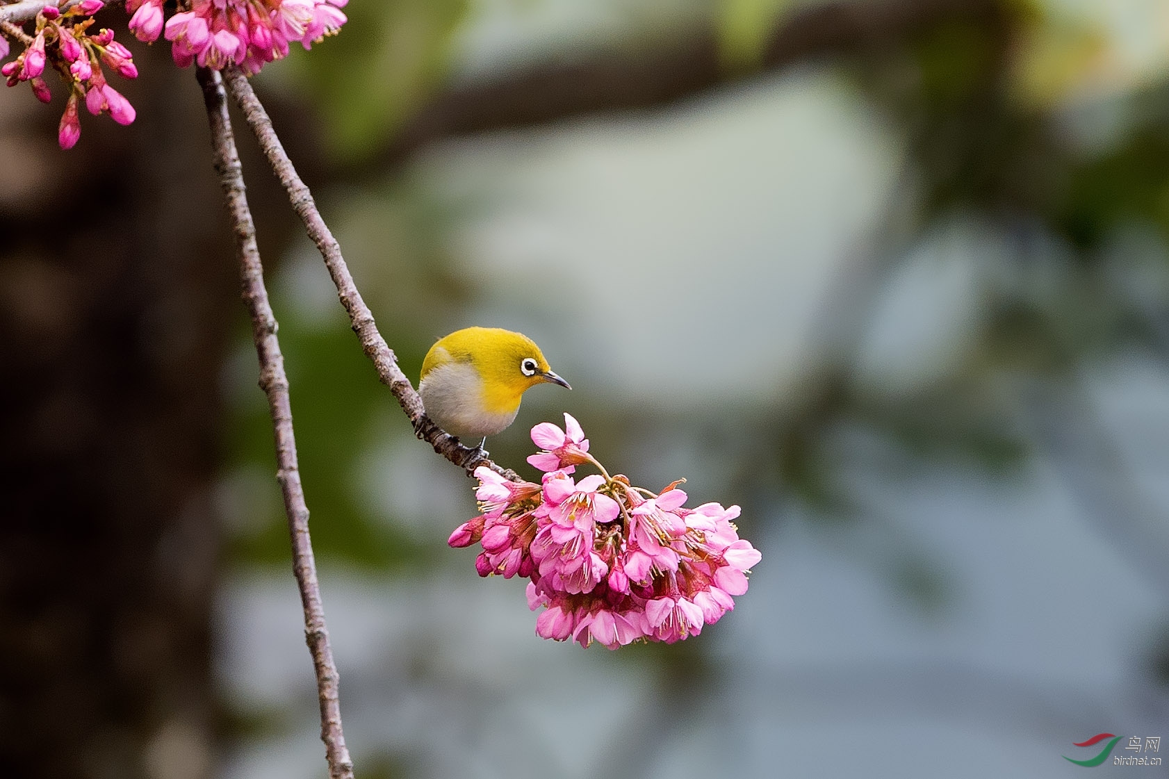 花与鸟