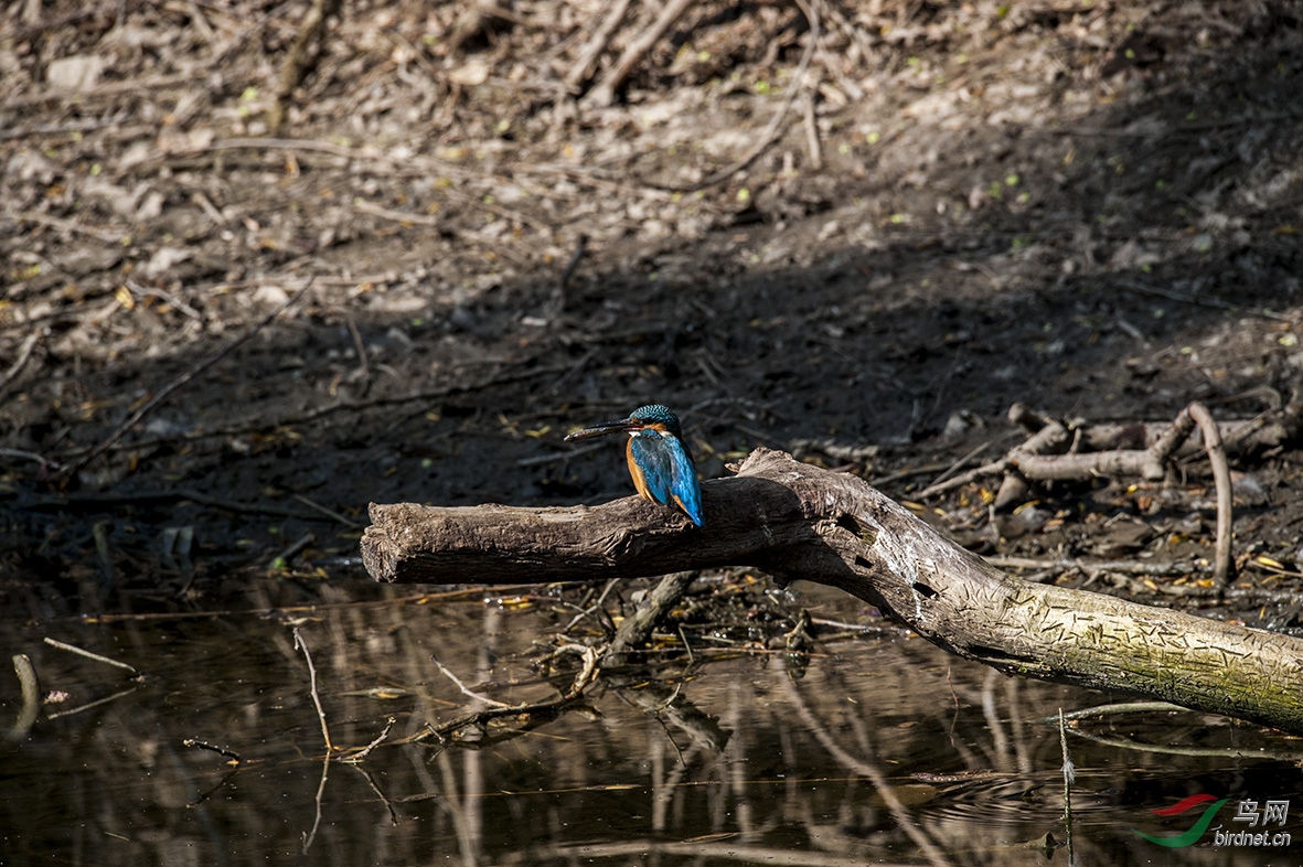DSC_2581.jpg