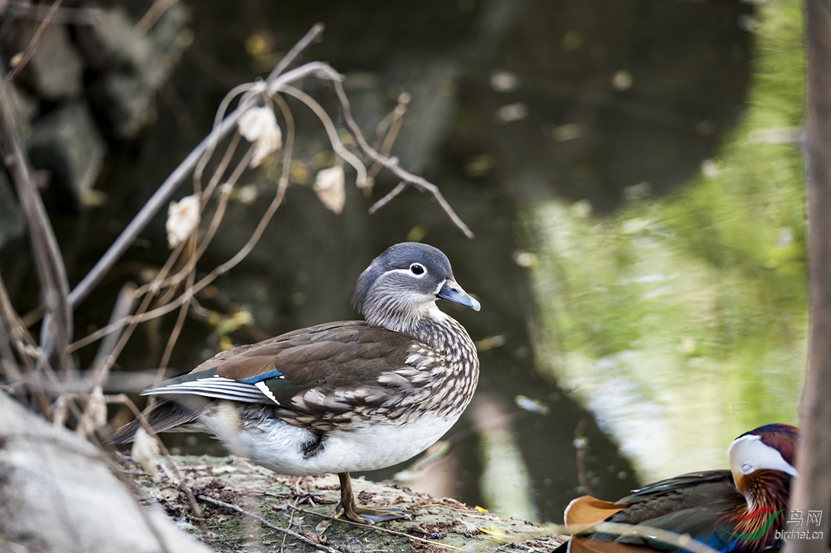 DSC_2639.jpg
