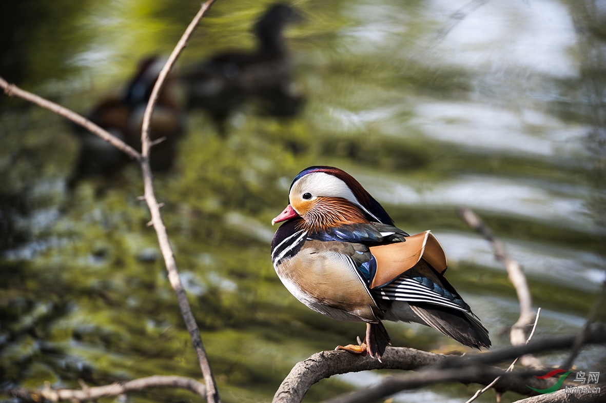 DSC_2647.jpg