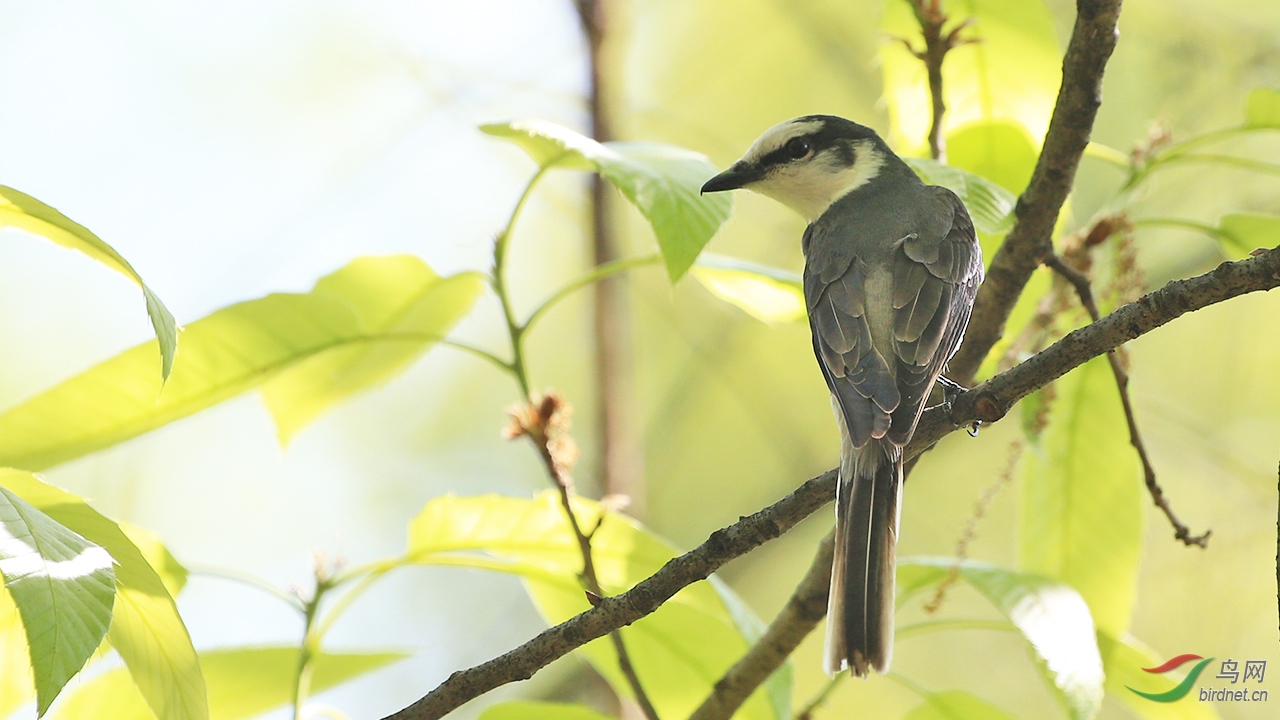 小灰山椒鳥