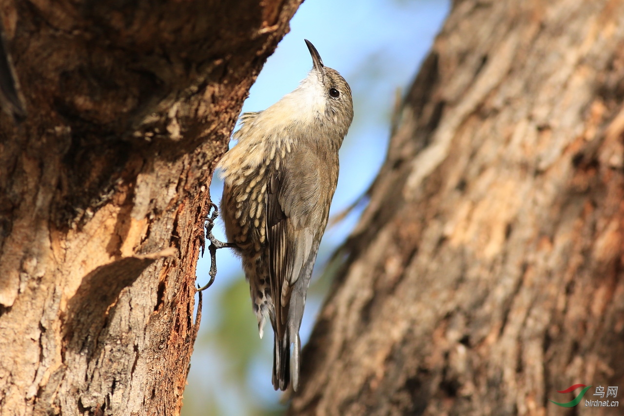 大洋洲澳洲的啄木鸟澳旋壁雀