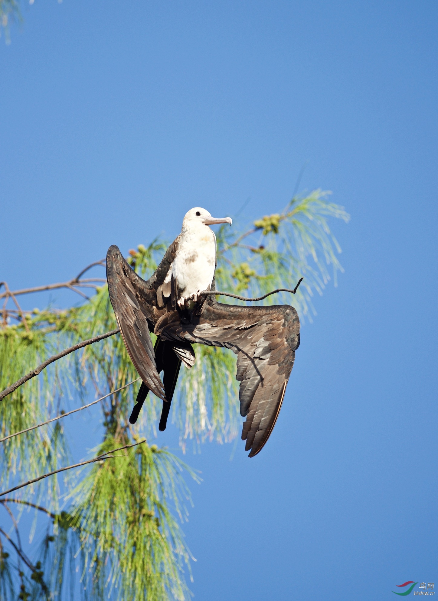 塞舌尔鸟岛枝头上的黑腹军舰鸟亚成