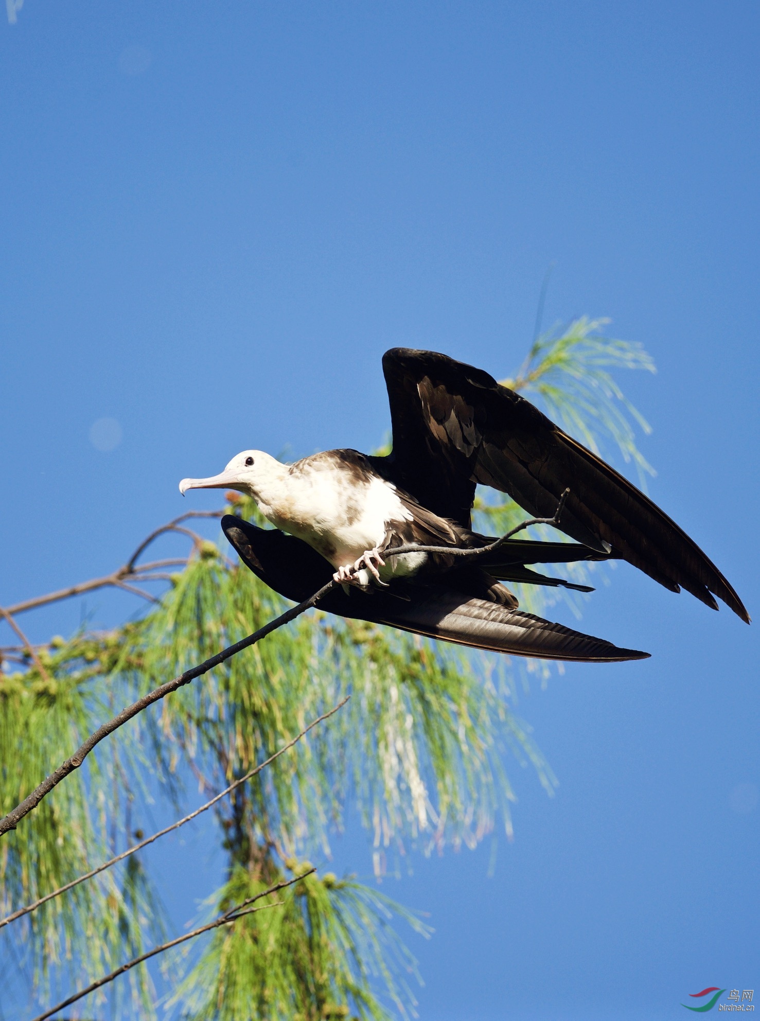 塞舌尔鸟岛枝头上的黑腹军舰鸟亚成