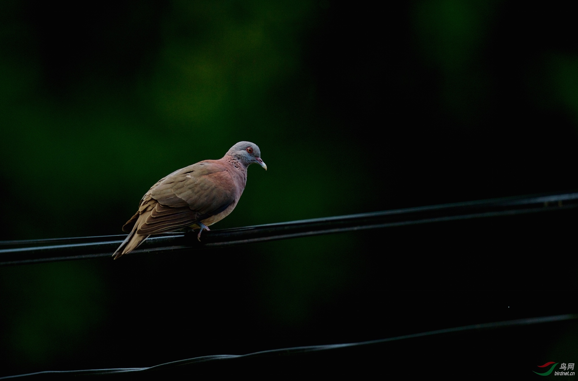 塞舌尔群岛马埃岛斑鸠当地特有鸟种