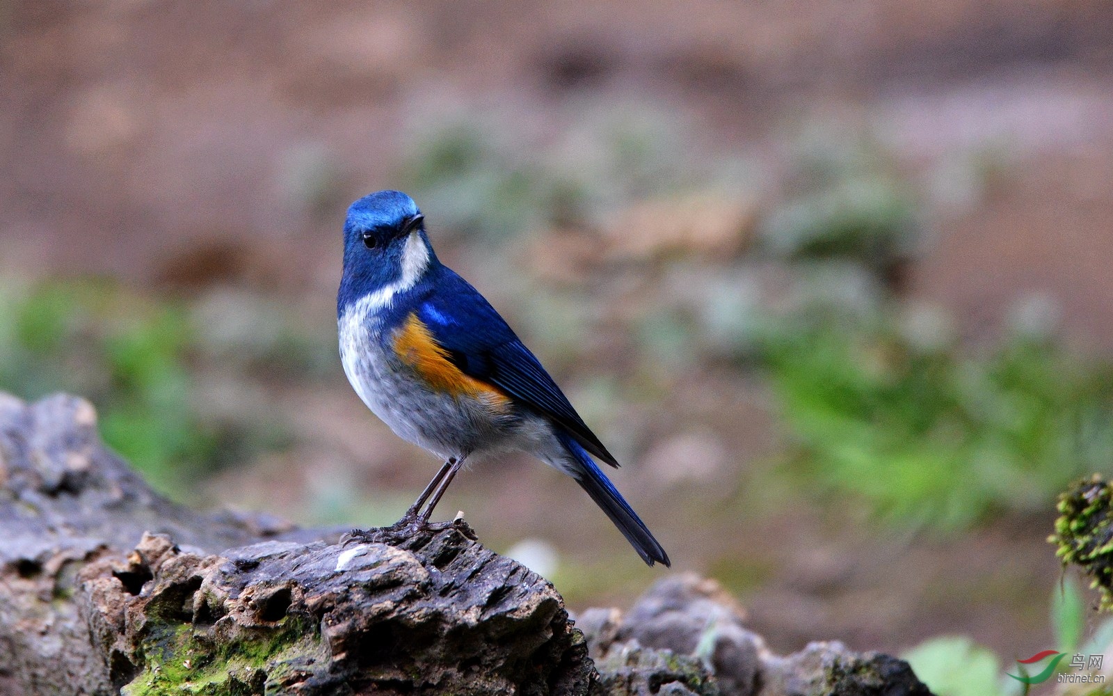 林鸟蓝色精灵蓝眉林鸲
