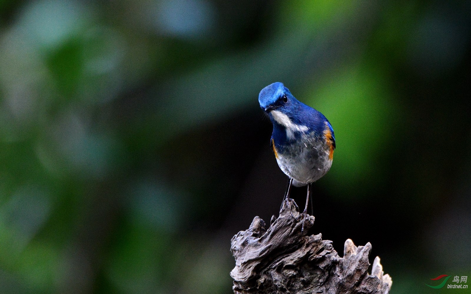 林鸟蓝色精灵蓝眉林鸲