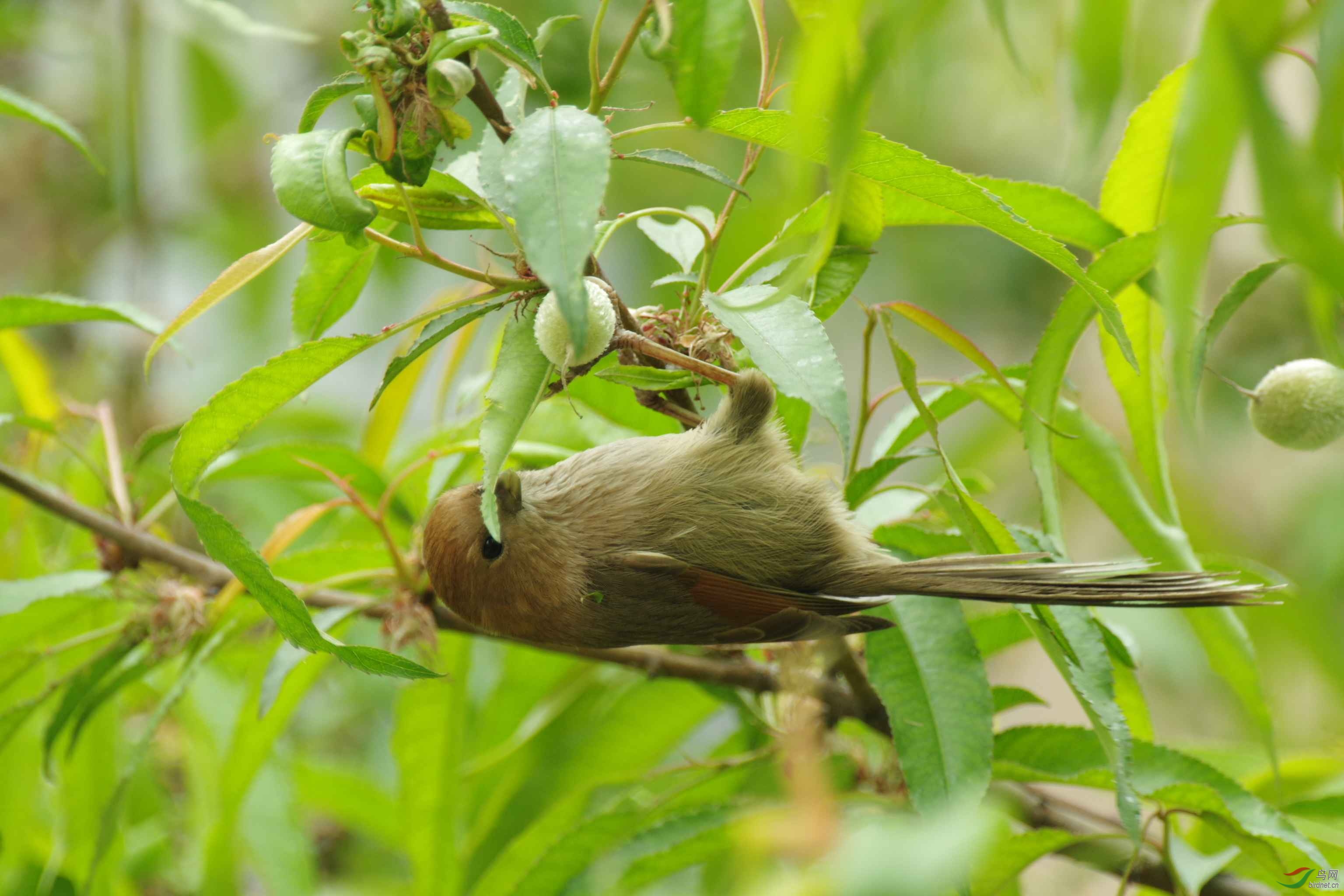 鸟觅食 - 陕西版 shanxi 鸟网