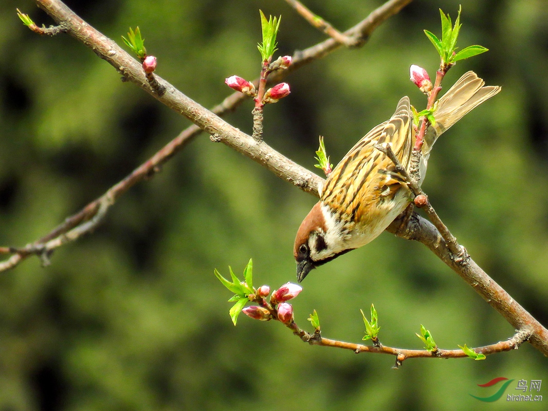 春天的鸟都漂亮!