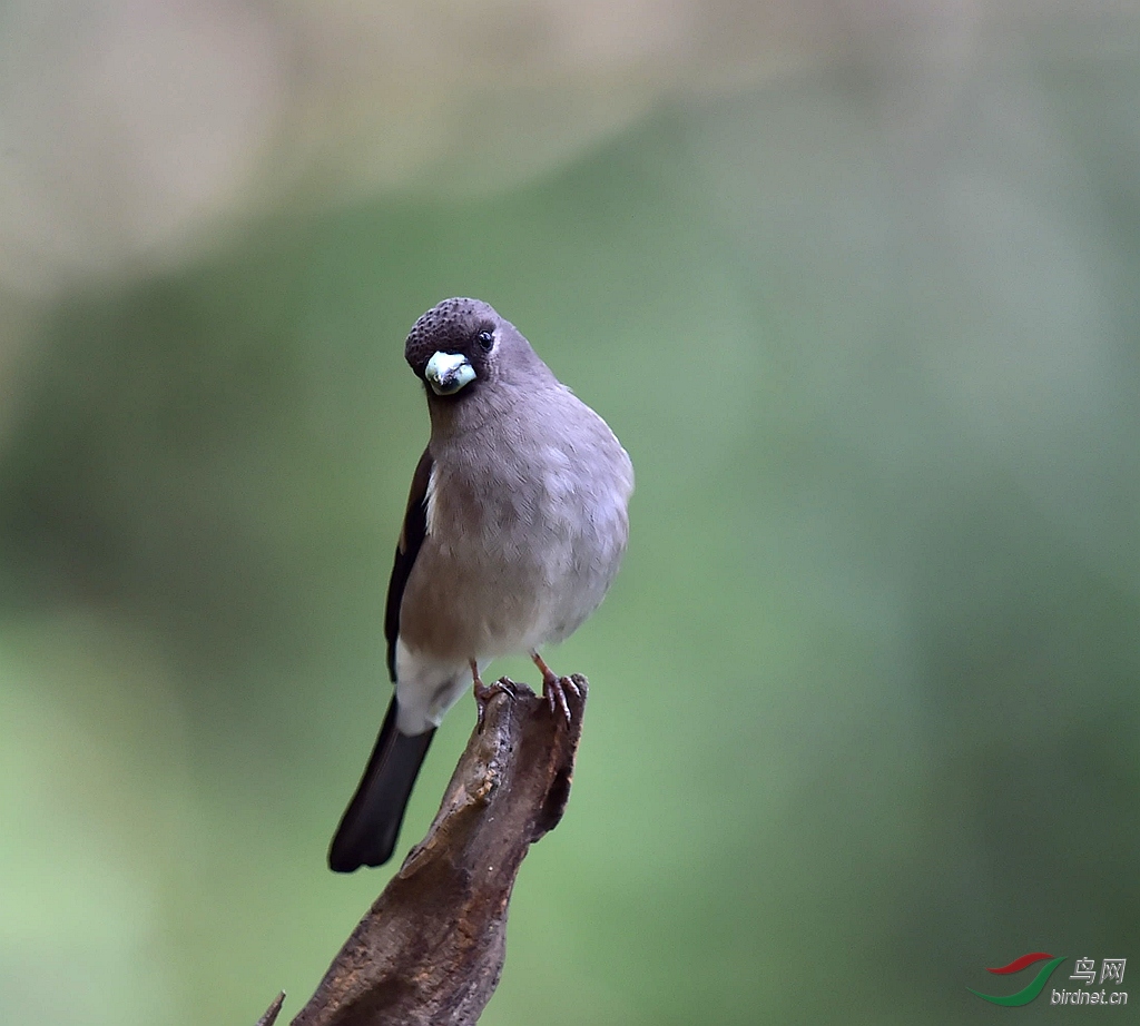 灰头灰雀--雌鸟