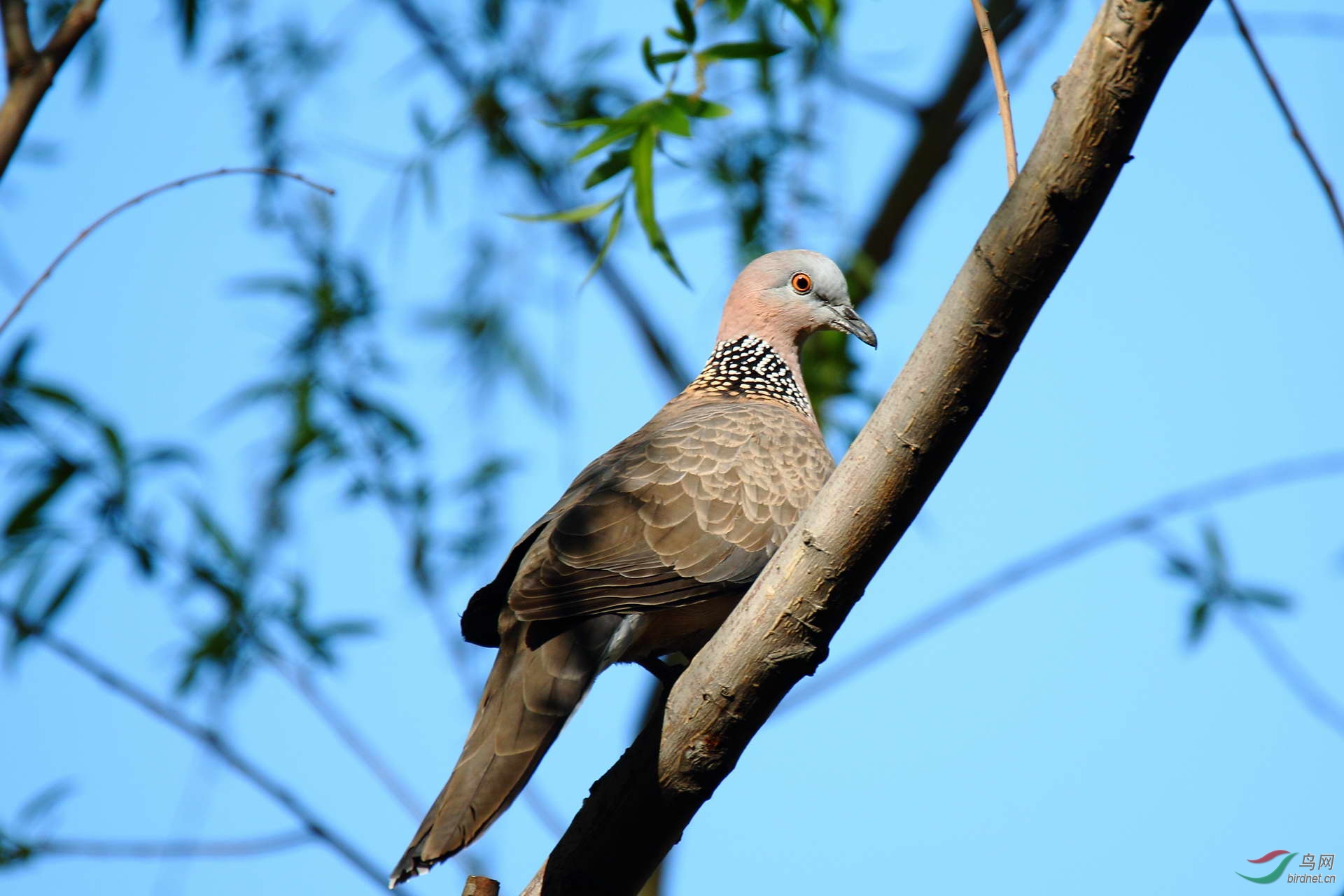 珠颈斑鸠(请点击看大图)