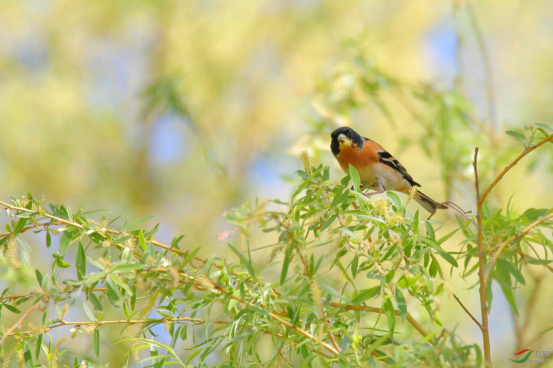 柳树上的燕雀(请点击看大图)