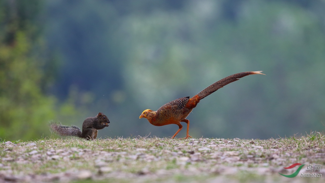 松鼠戏锦鸡