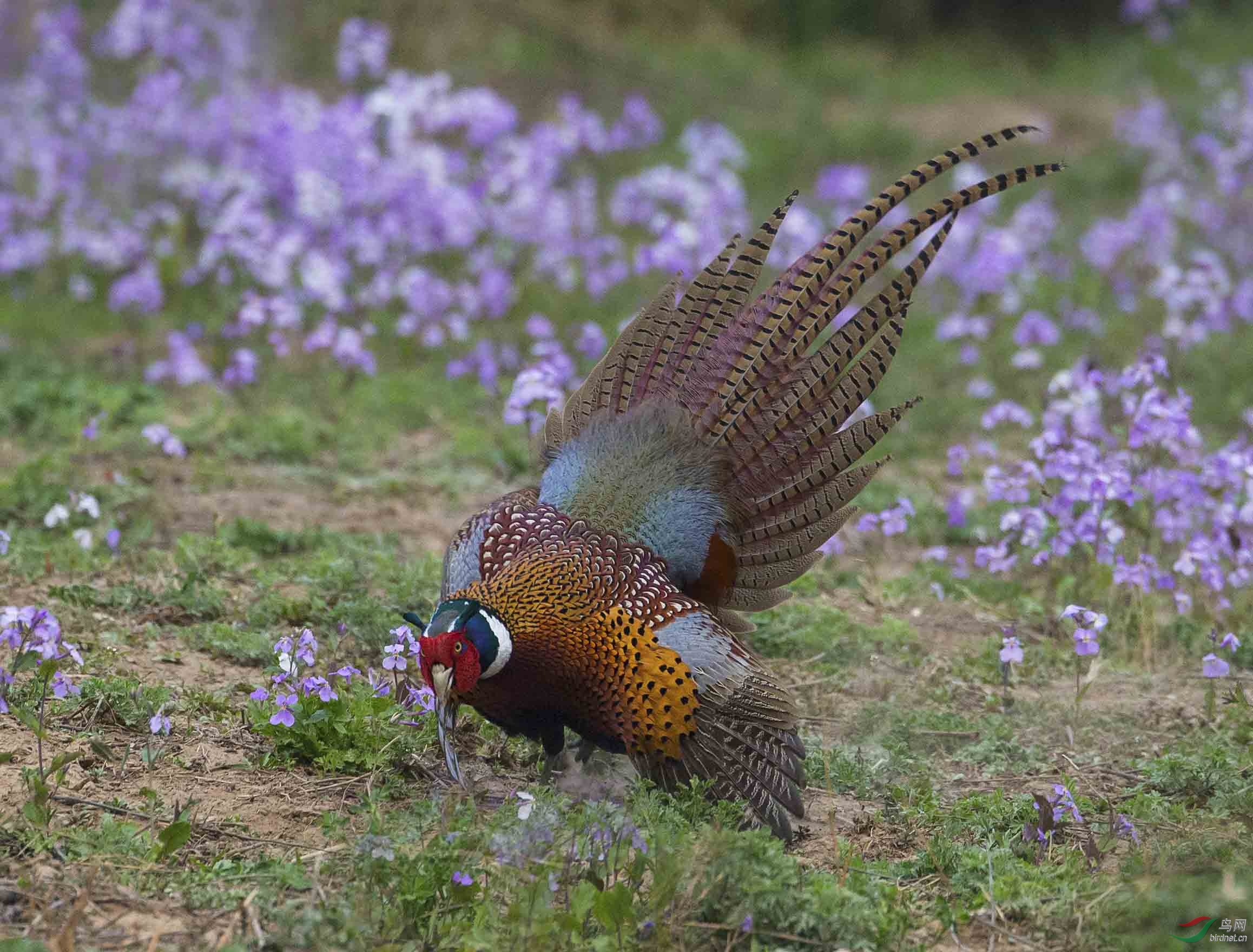好似凤凰开屏般的奥森雉鸡