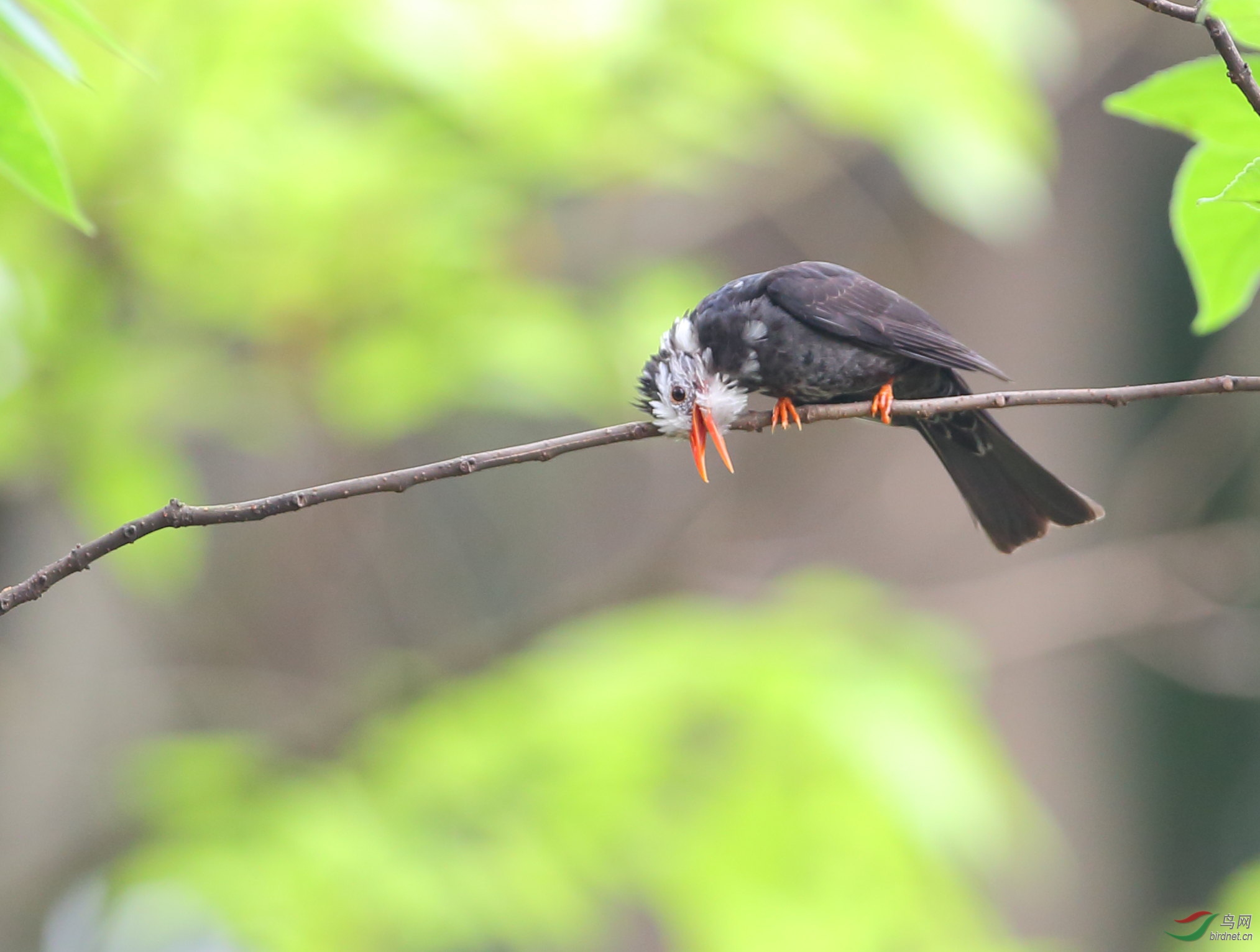 [林鸟] 喂!---我在上面