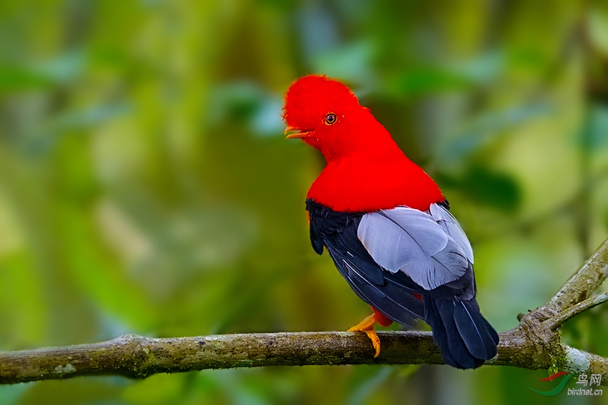 安第斯动冠伞鸟