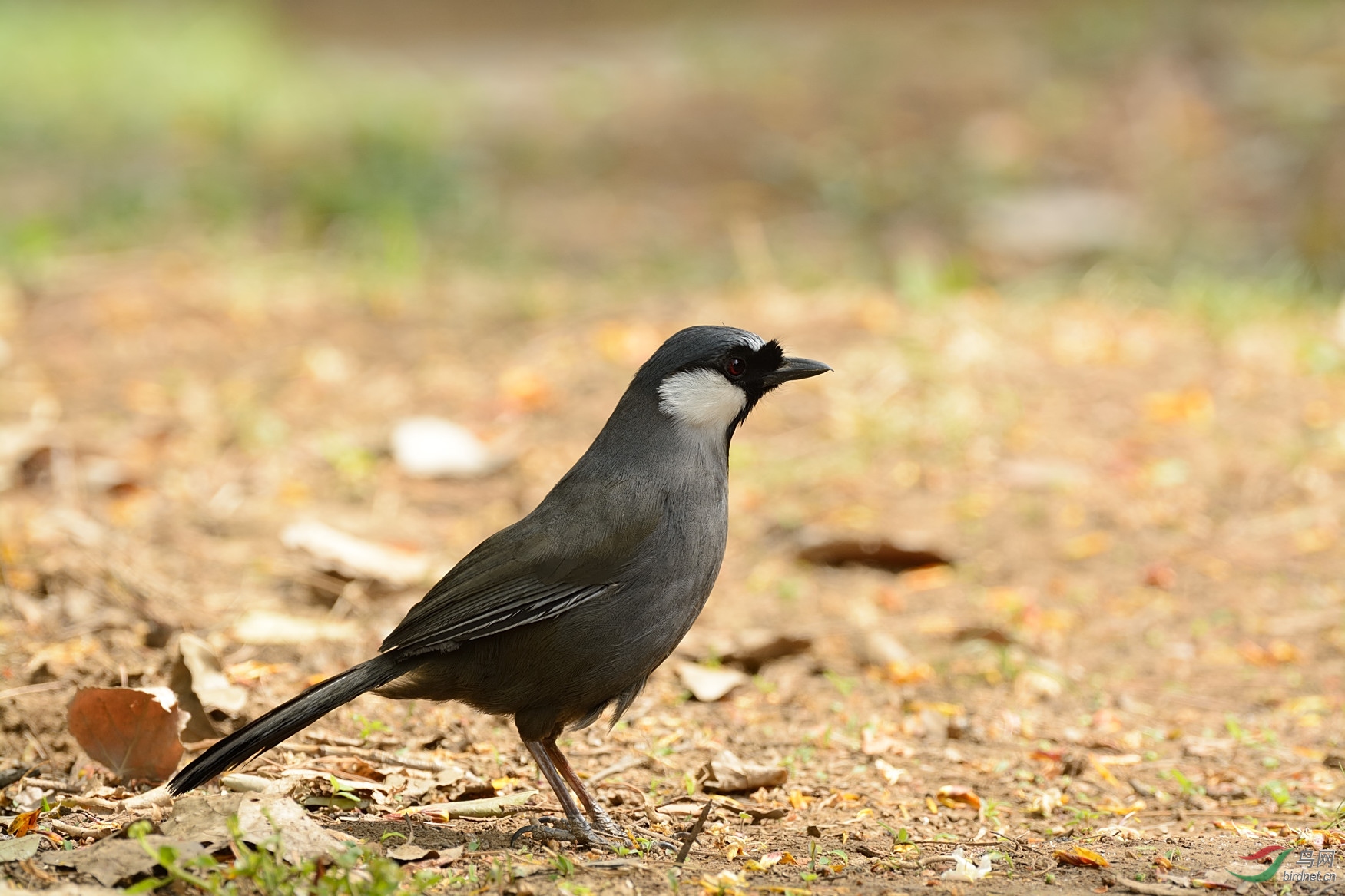 侧逆光记录黑喉噪鹛