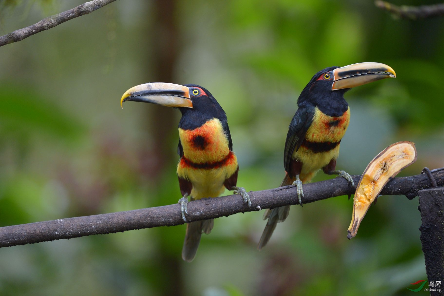 淡嘴簇舌巨嘴鸟