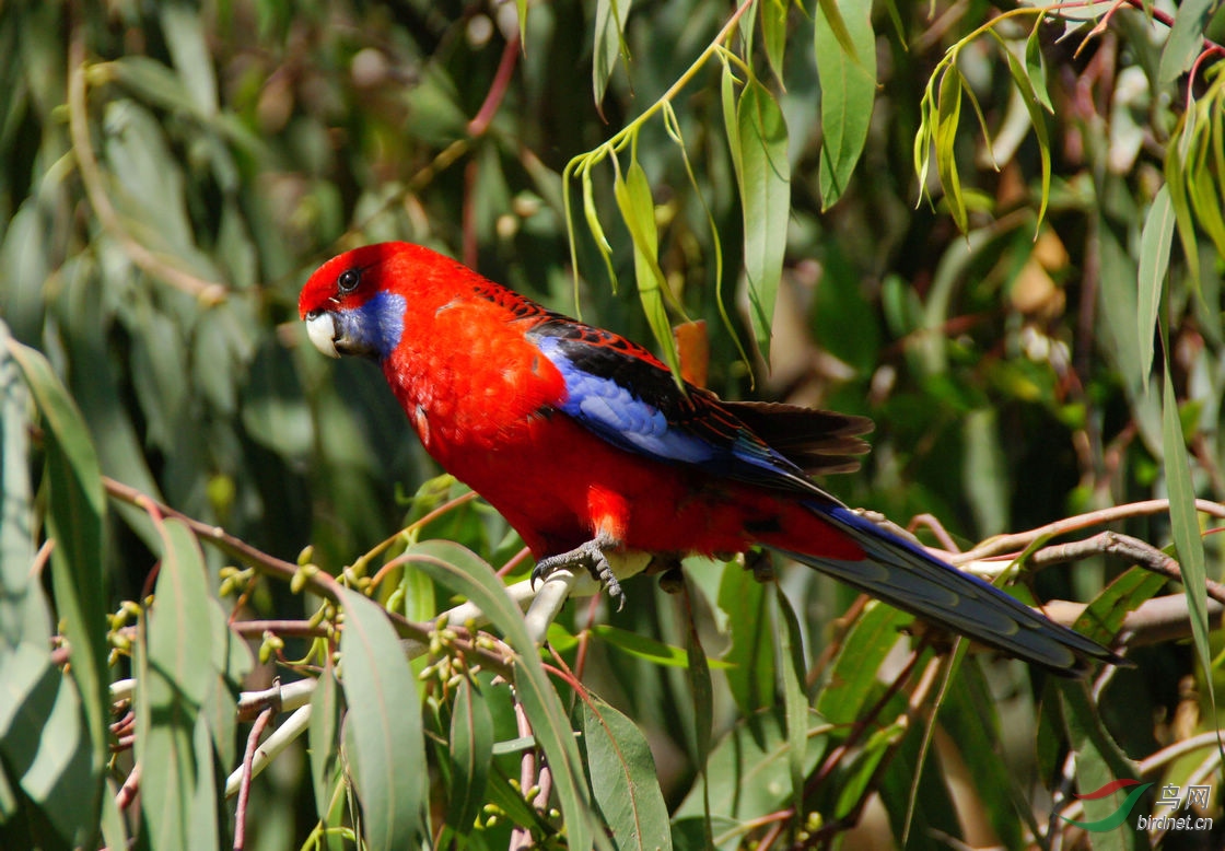 红蓝鹦鹉