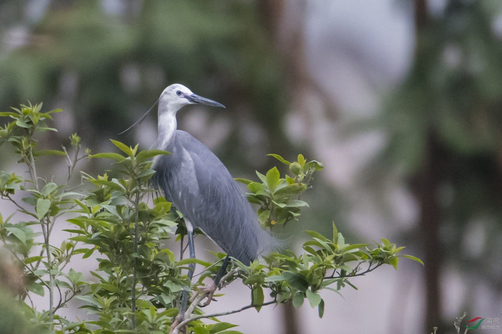 稀罕的灰白鹭(白鹭变异)
