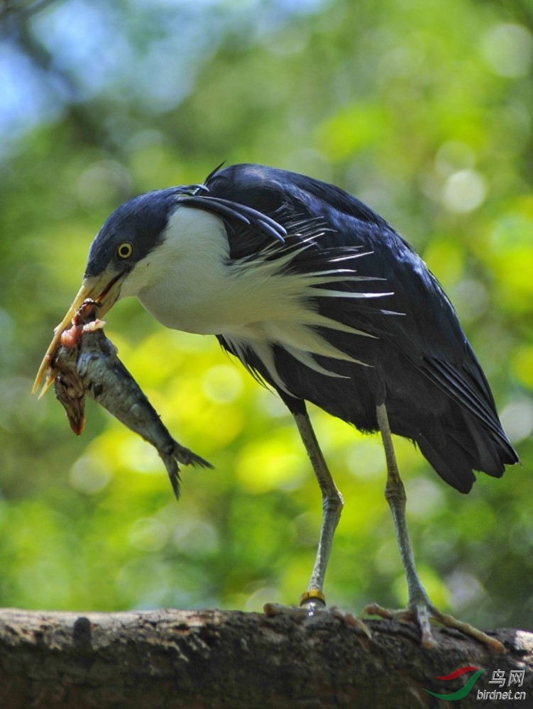 吃魚的鳥不知叫什麼鳥