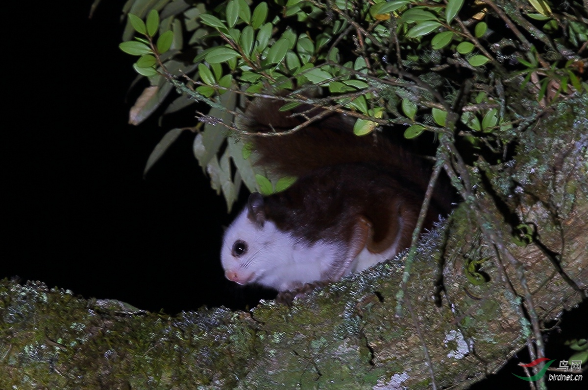 夜拍白面鼯鼠