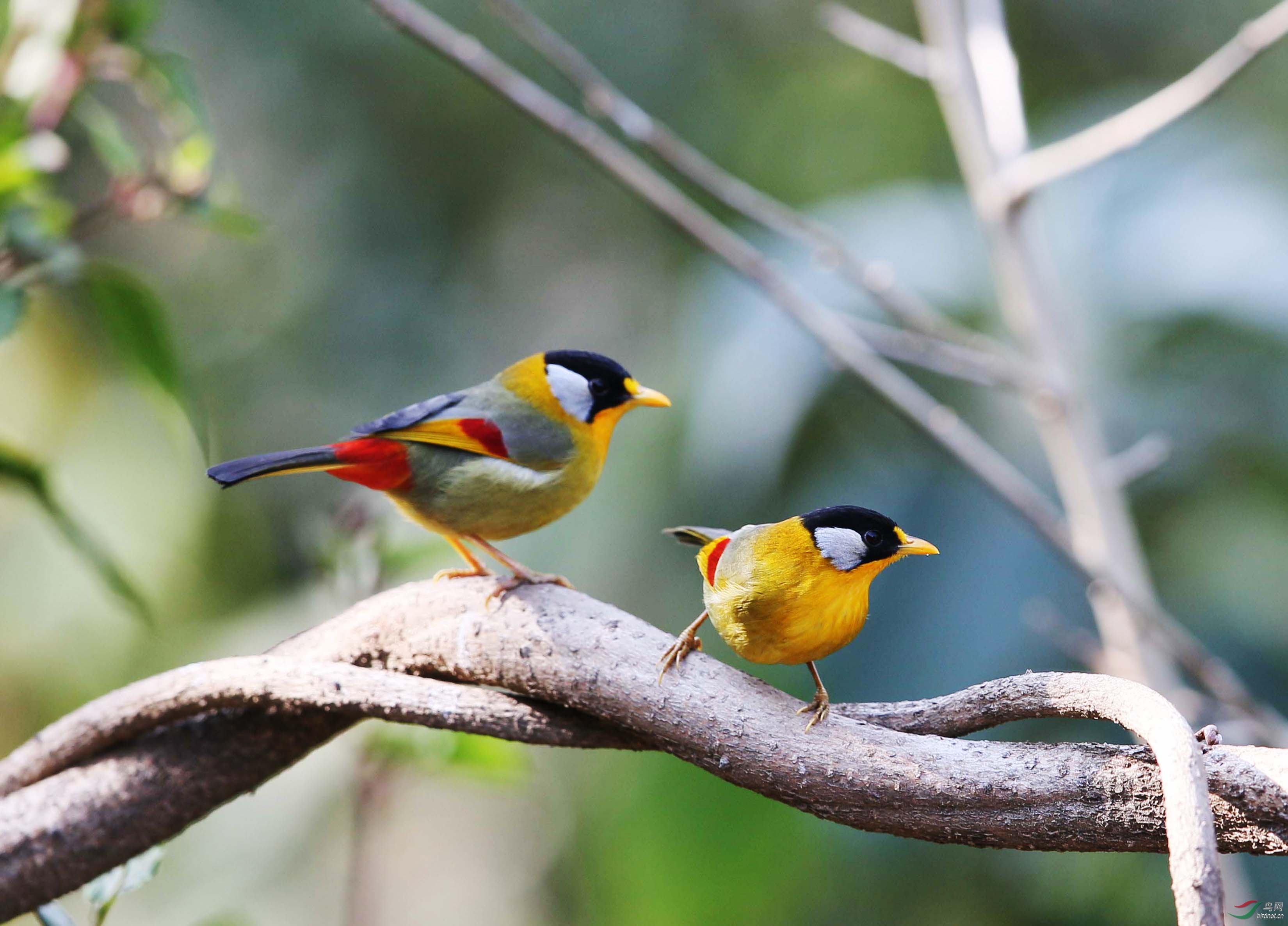 小林鸟之双双对对