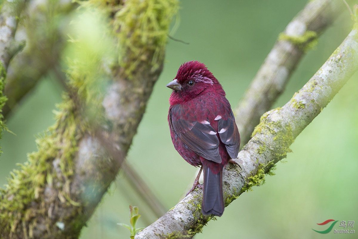 几只台湾特有种山鸟 