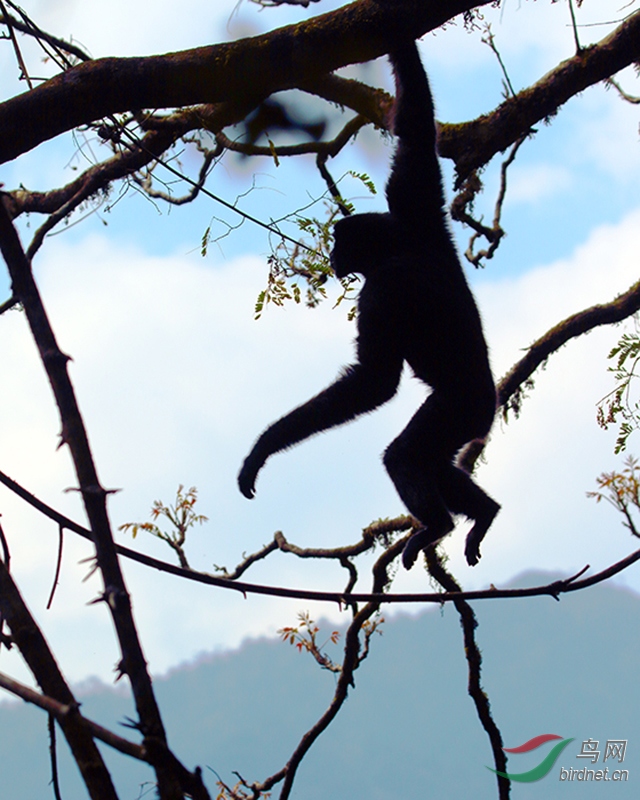 猴年送猴图高黎贡山白眉长臂猿一瞥