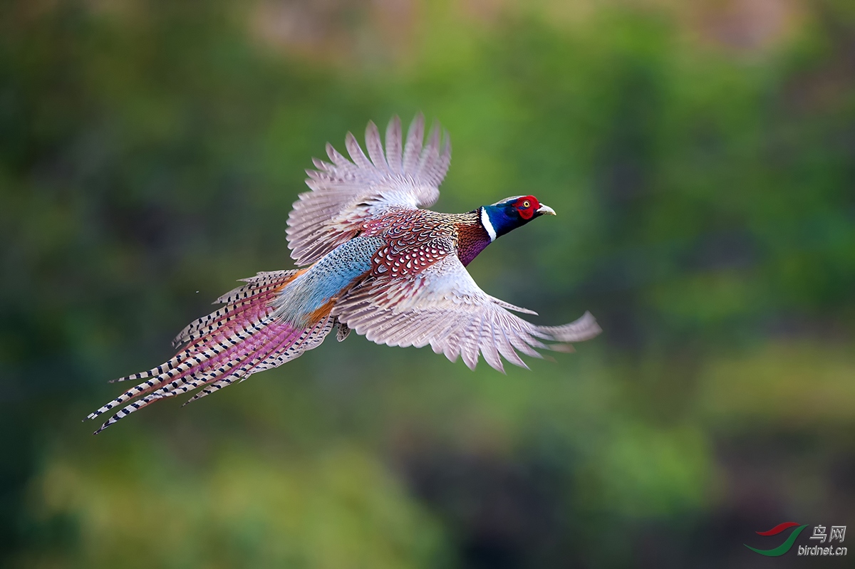 梦想已久的 飞版 环颈雉