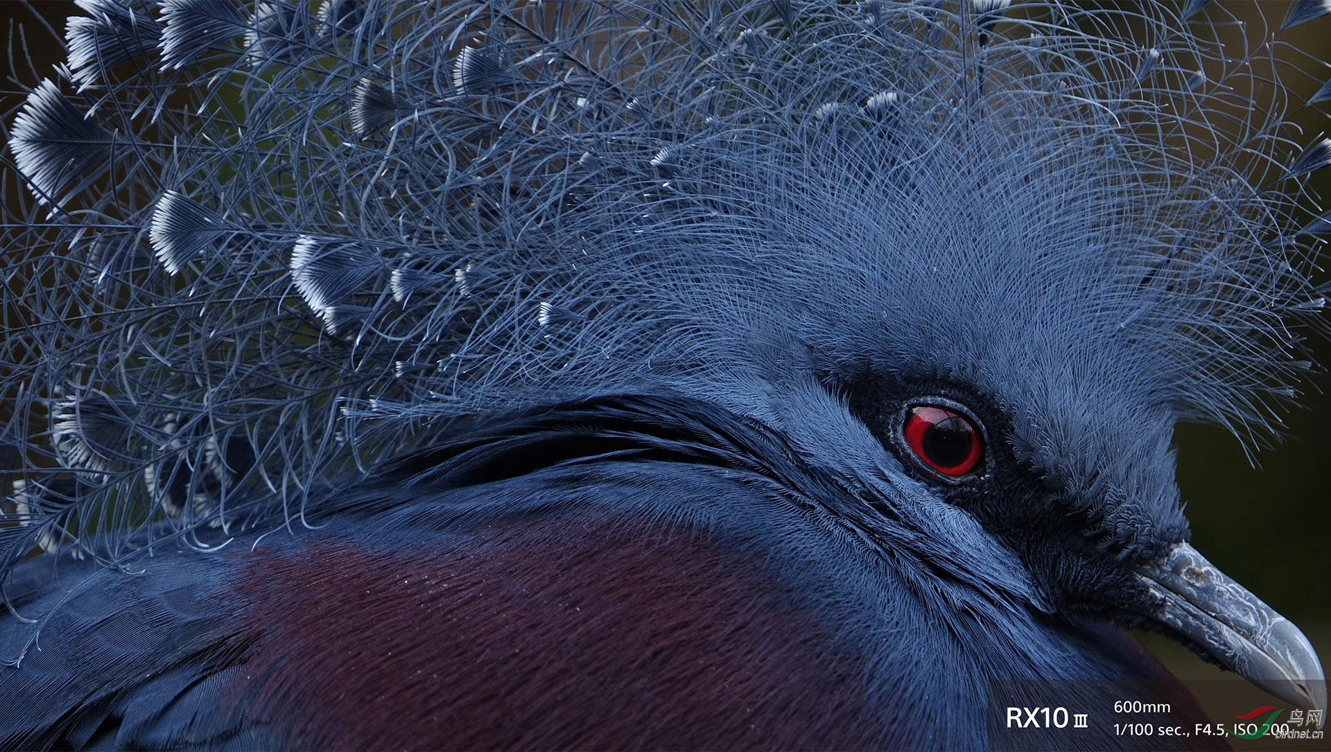使用长焦机等轻便器材拍鸟的实践与体会(苏敬远)