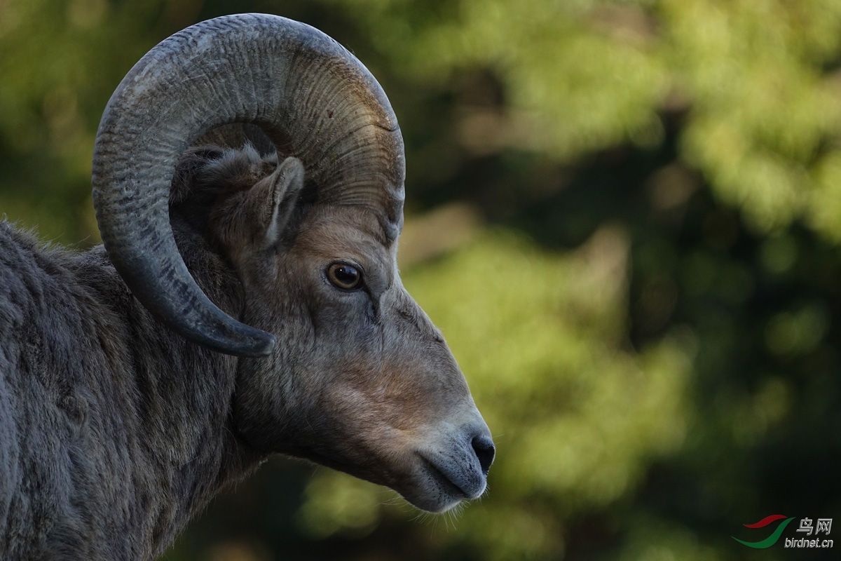 ���ᳬ����1����RX10M3  ��Ƭ3.jpg