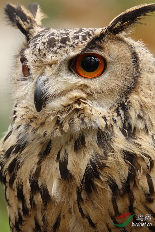 ���ᳬ����1����RX10M3  ��Ƭ4.jpg