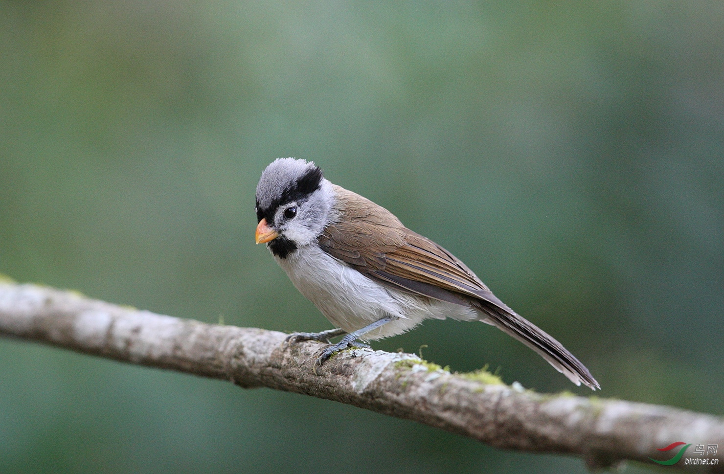 灰头鸦雀paradoxornisgularis