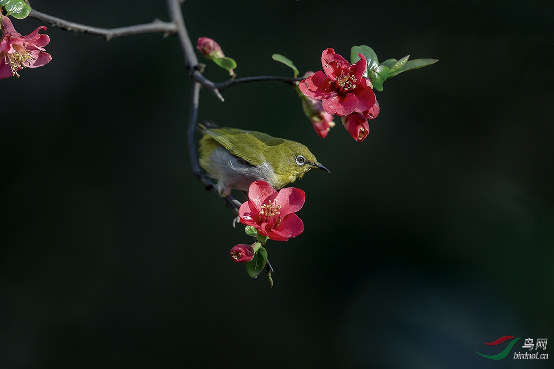 花鸟图绣眼海棠
