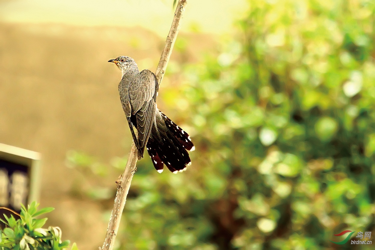春天的布谷鸟-杜鹃