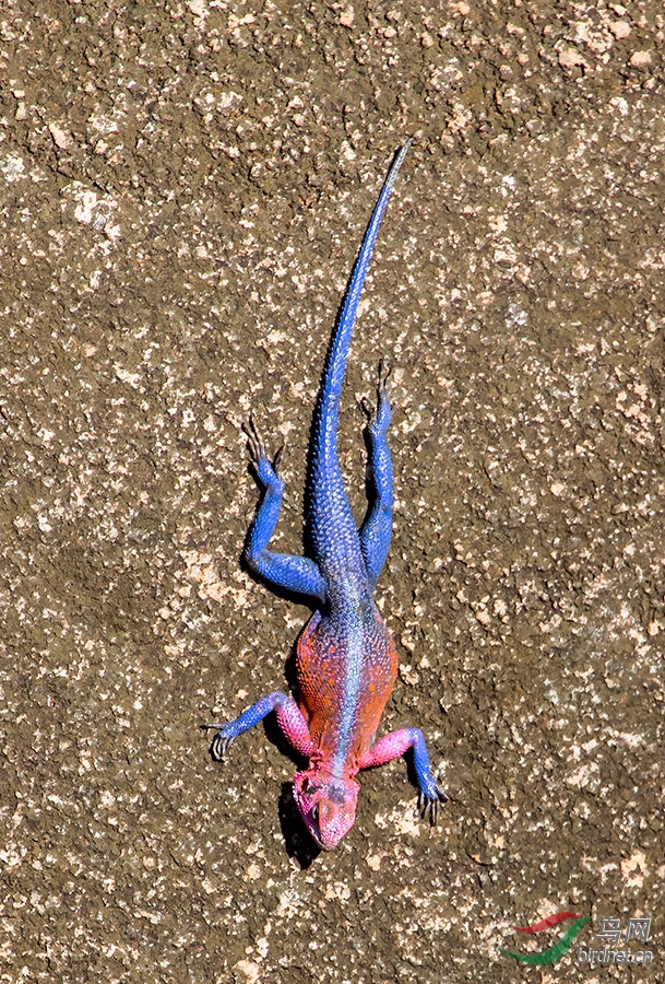 彩虹飞蜥