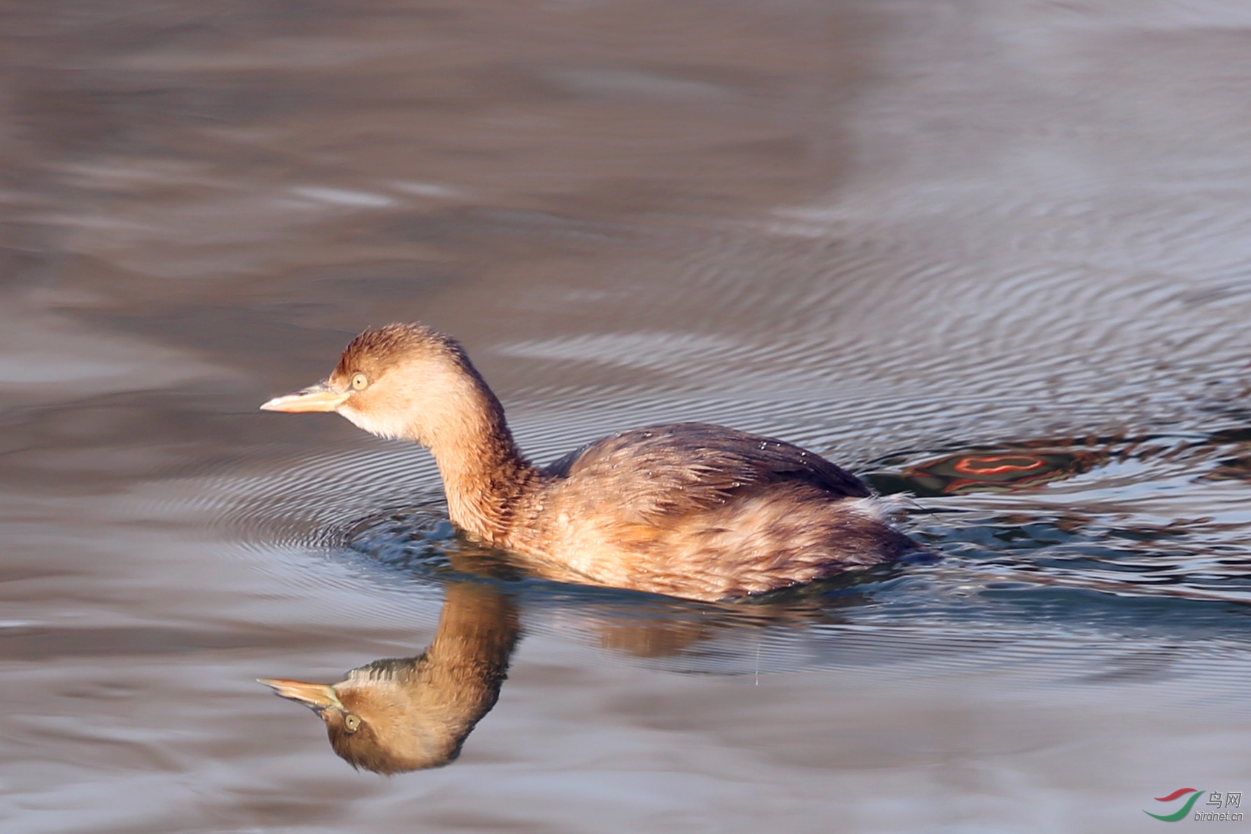 小小水鸟大明湖哟鱼多情深