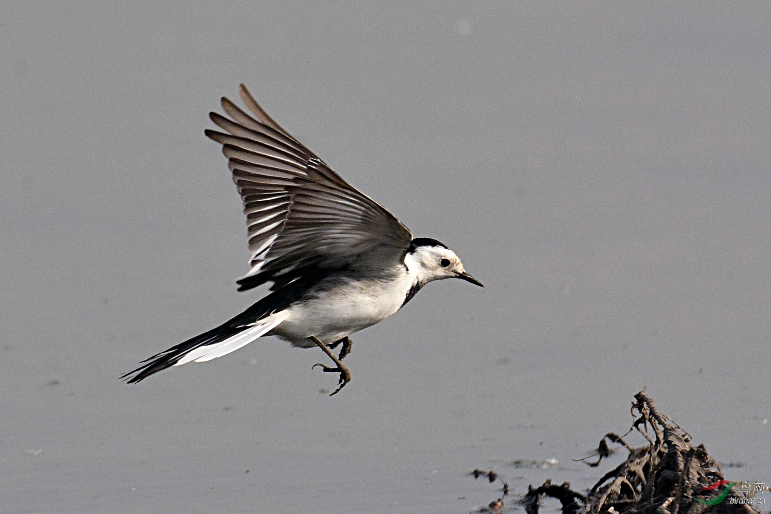 白鹡鸰的飞姿